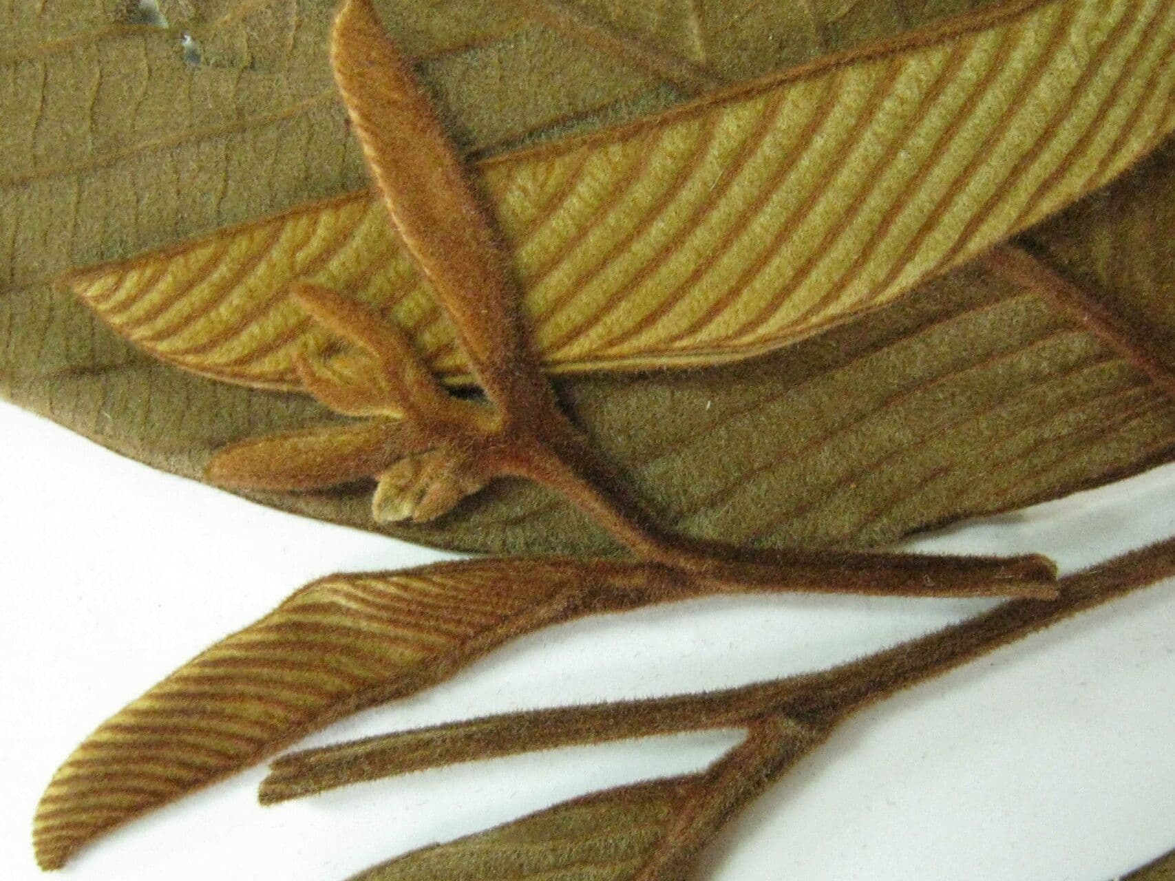 Annona 6