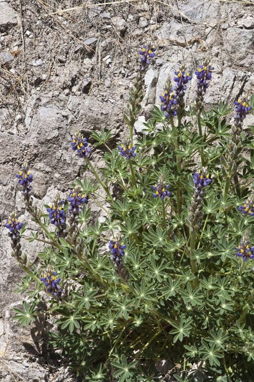 NeuMexikanische Lupine 6
