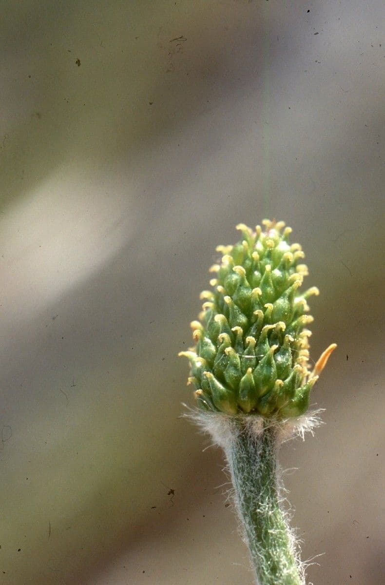 Jaskier Küpfera 2