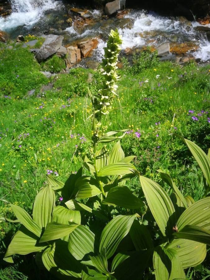 Ciemierzyca Lobela