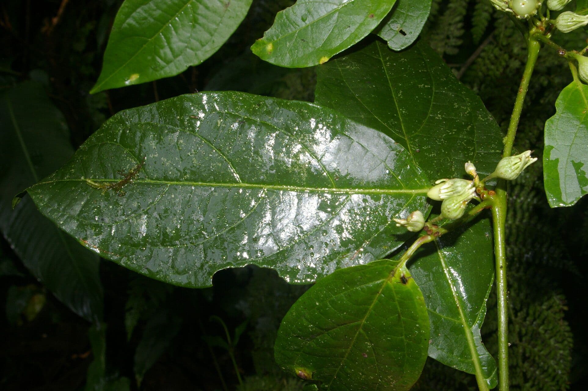 Lycianthes pauciflora 14