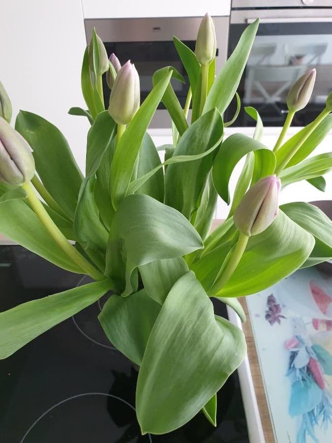 Tulipano di Gesner 23