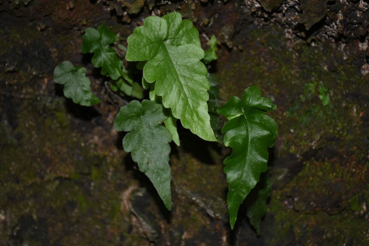 Tectaria