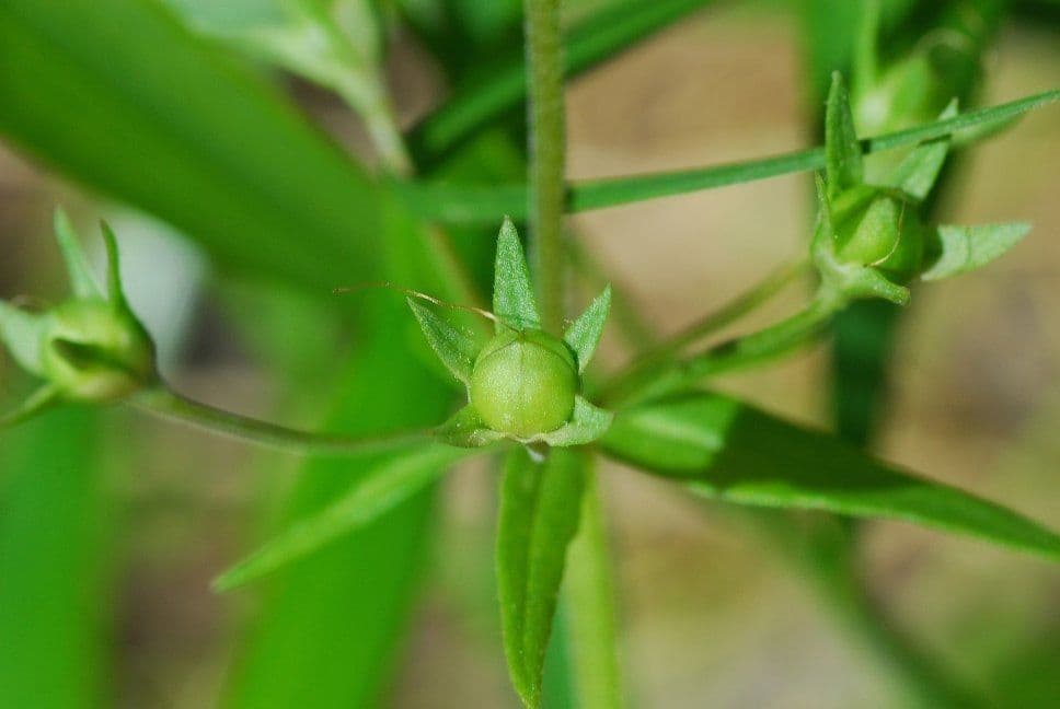 Collinsia primaverile