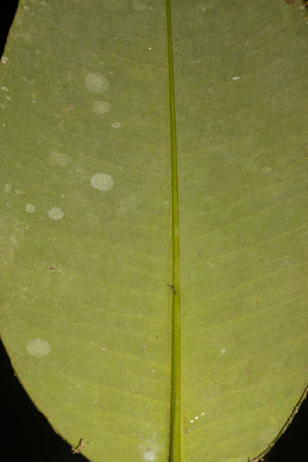 Garcinia 5