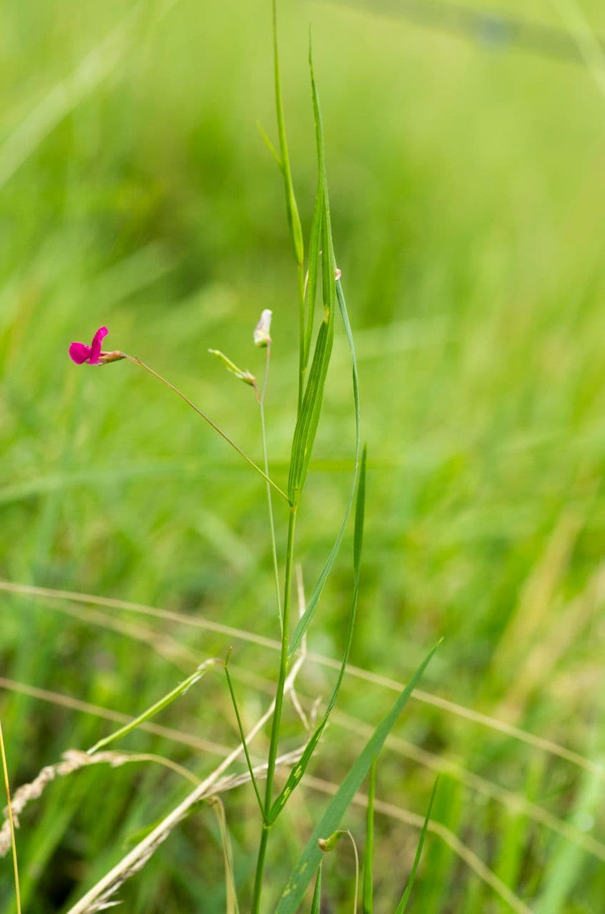 Gras-Platterbse 11