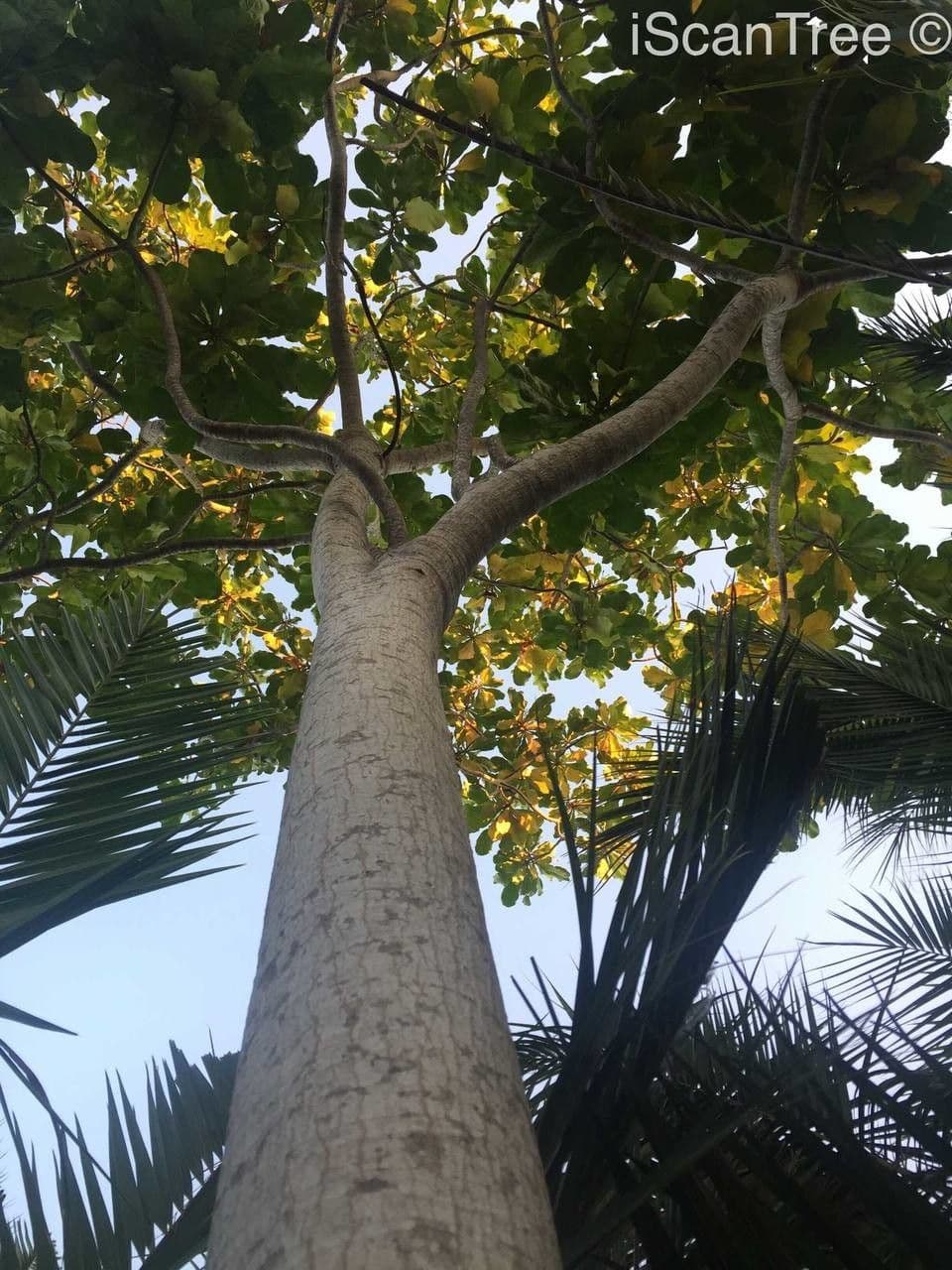 Forest big-leaf 19