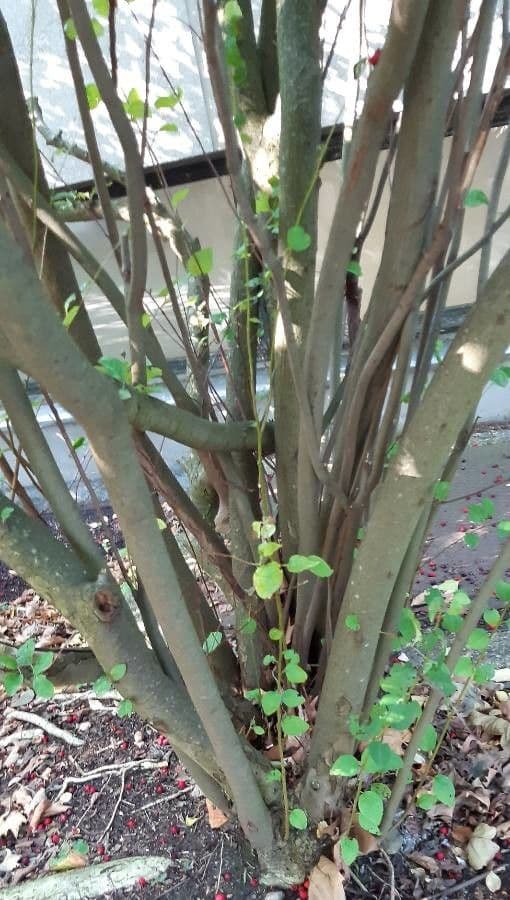 Cotoneaster 22