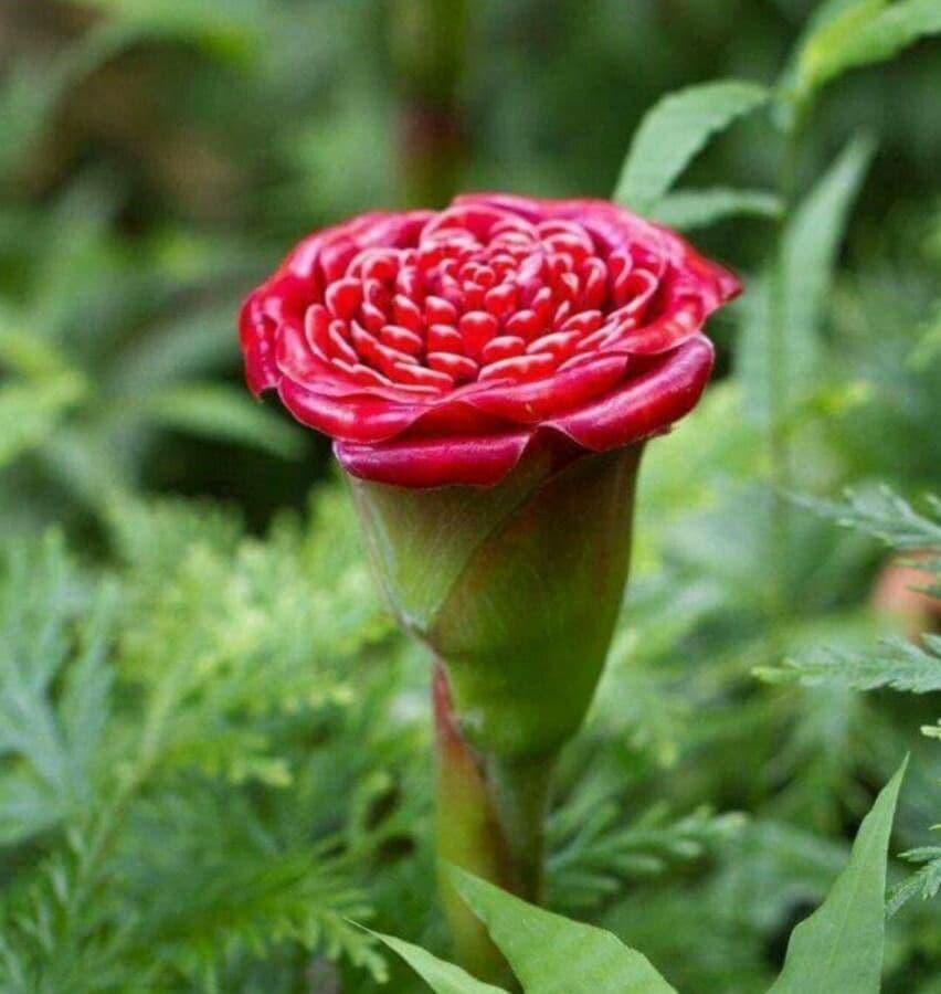 Etlingera 3