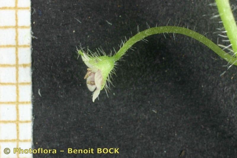 Sibthorpia Europaea 17