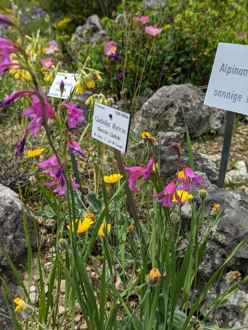 Illyrische Gladiole 21