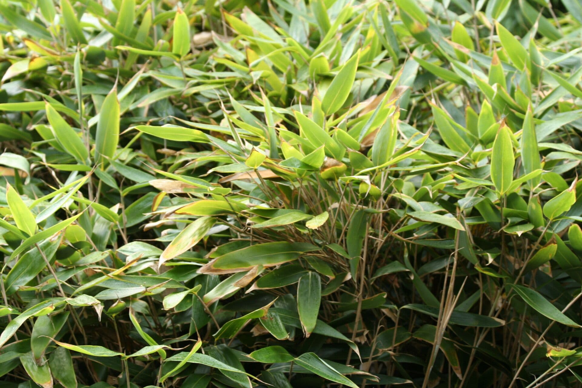 Bambù nipponico 4
