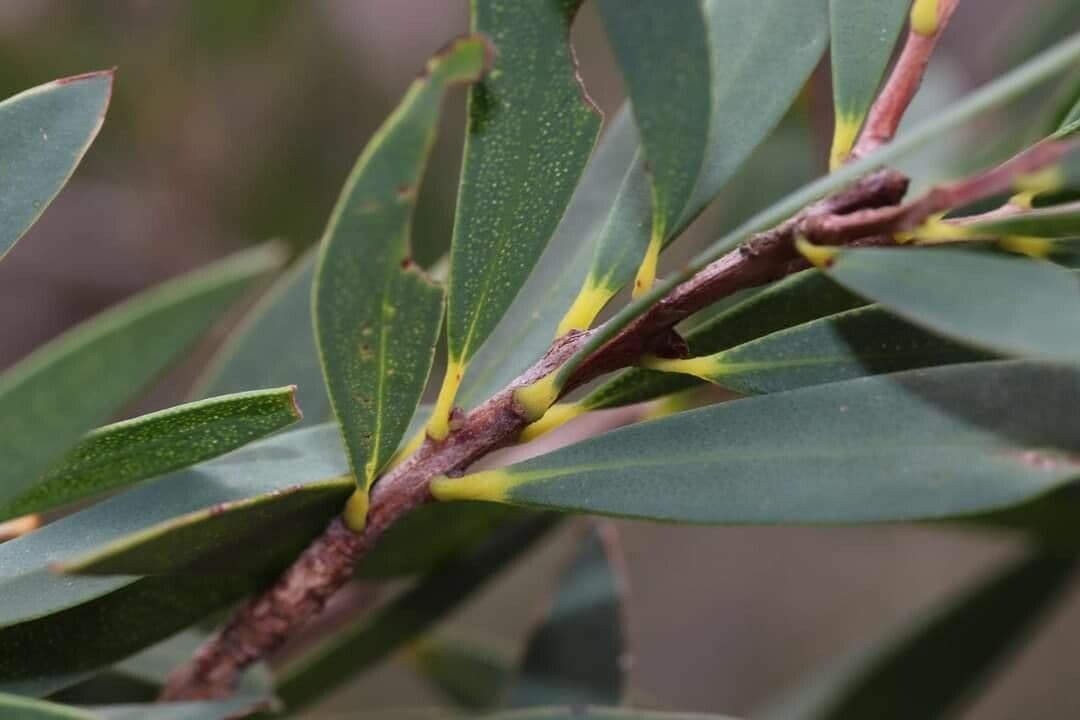 Melaleuca 2