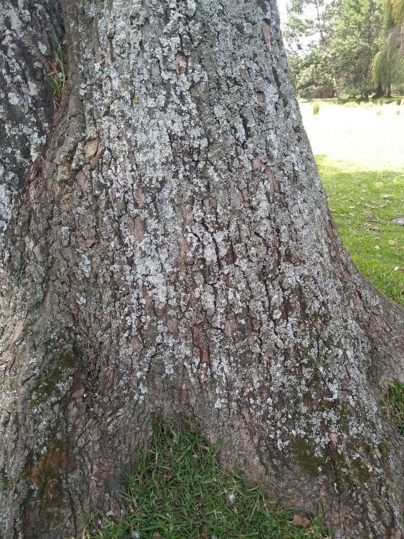 Quercia nera 18
