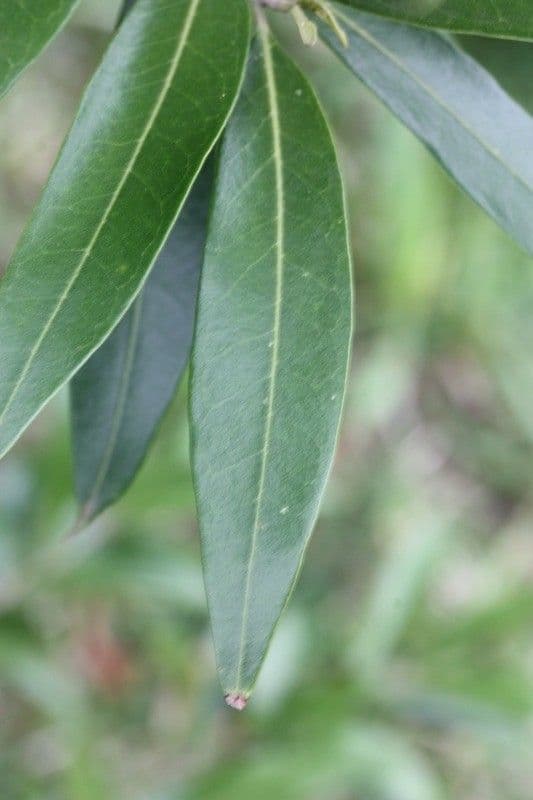 Schmalblättrige Olive 10