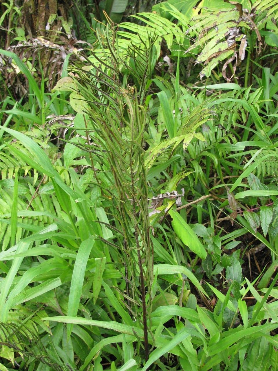 Blechnum