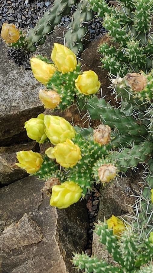 Whippels Cholla 2
