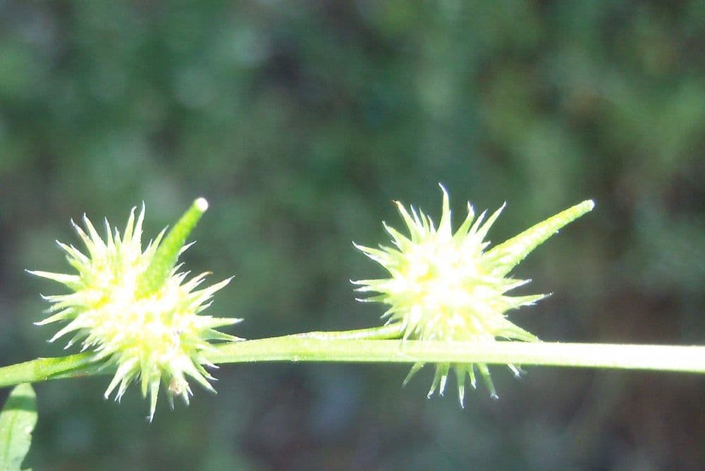 Succowia balearica 10