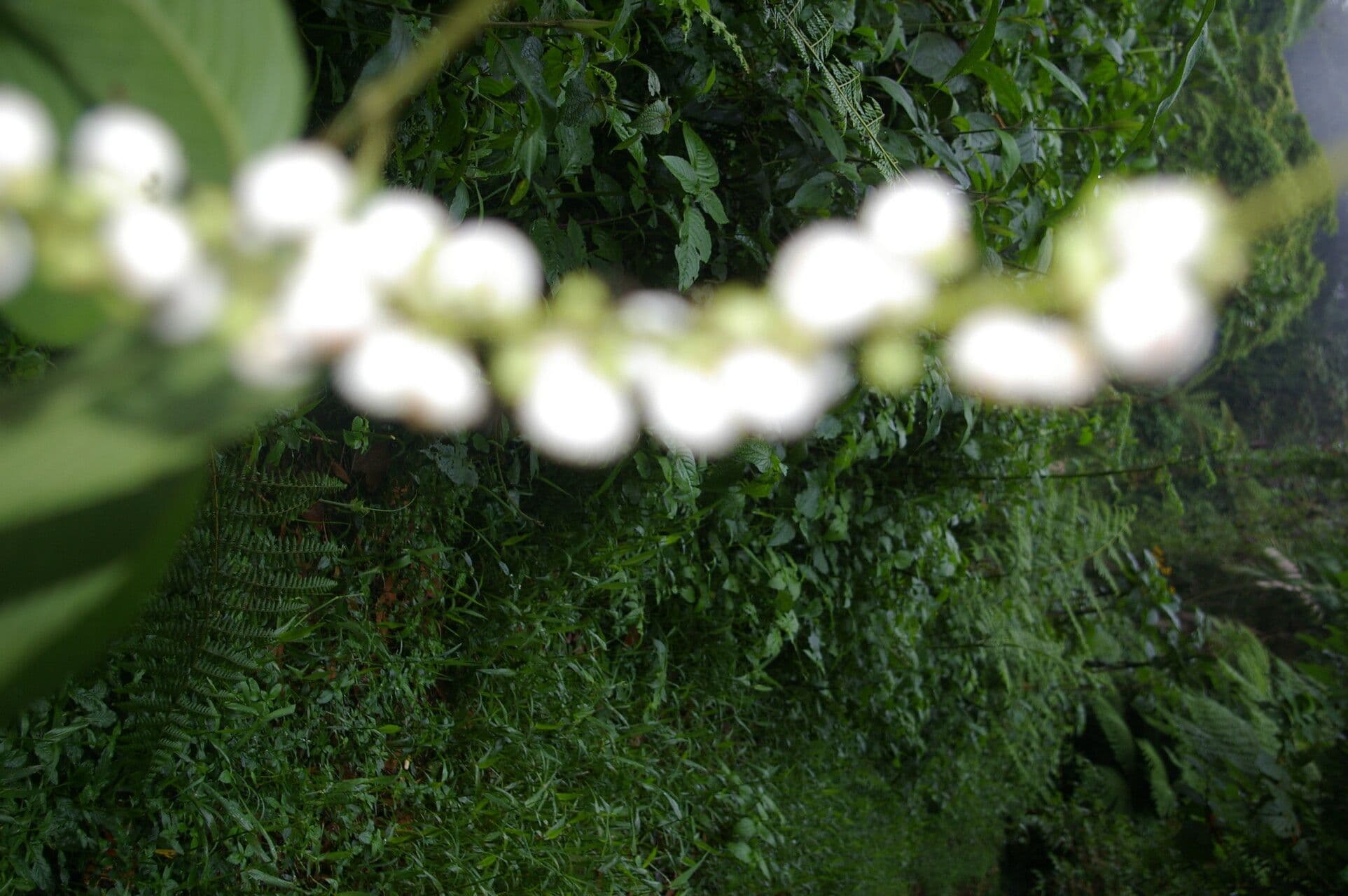 Gonzalagunia 2
