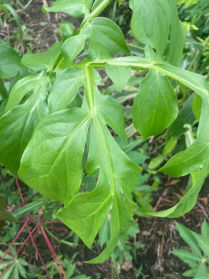 Anchomanes difformis 15