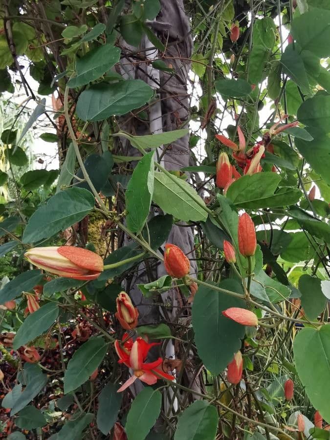 Passiflora 16
