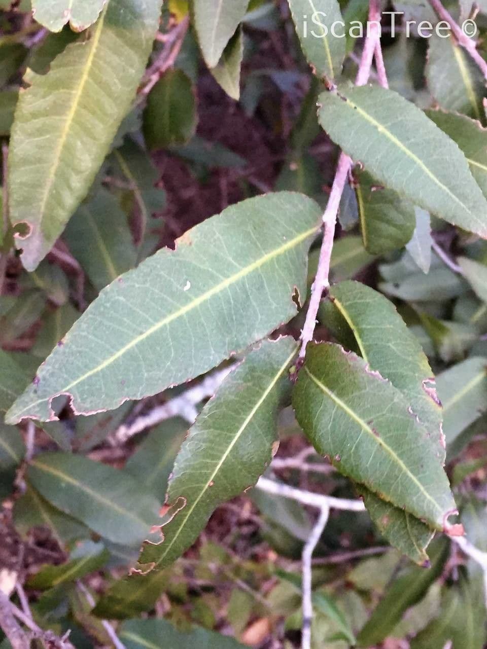 Ochna 10