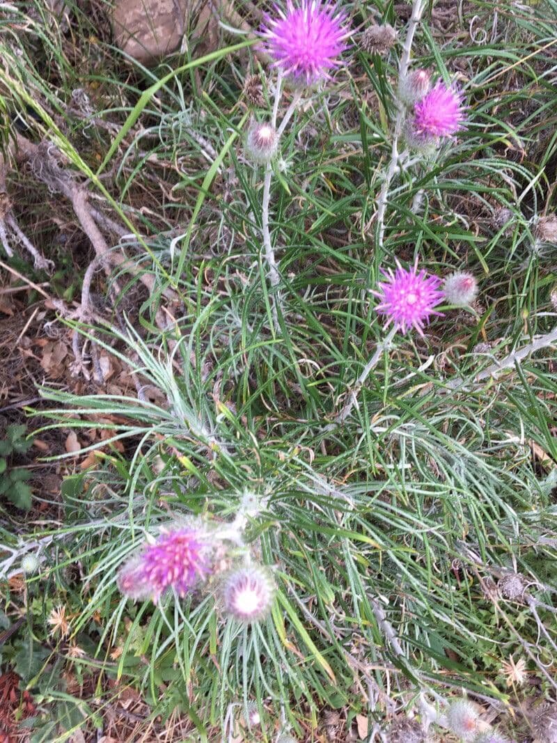 Ptilostemon 6
