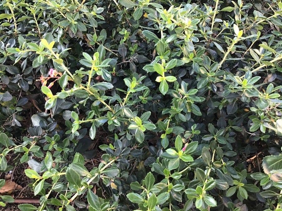 Escallonia 2