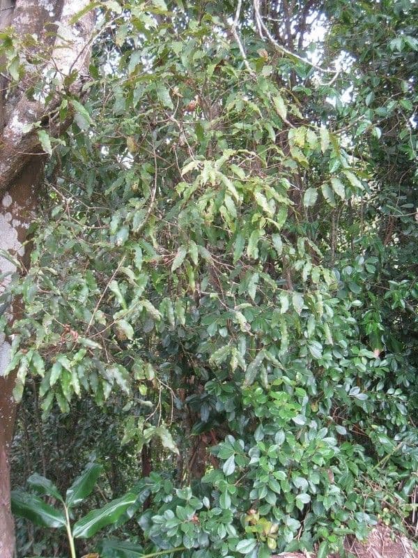 Syzygium 13