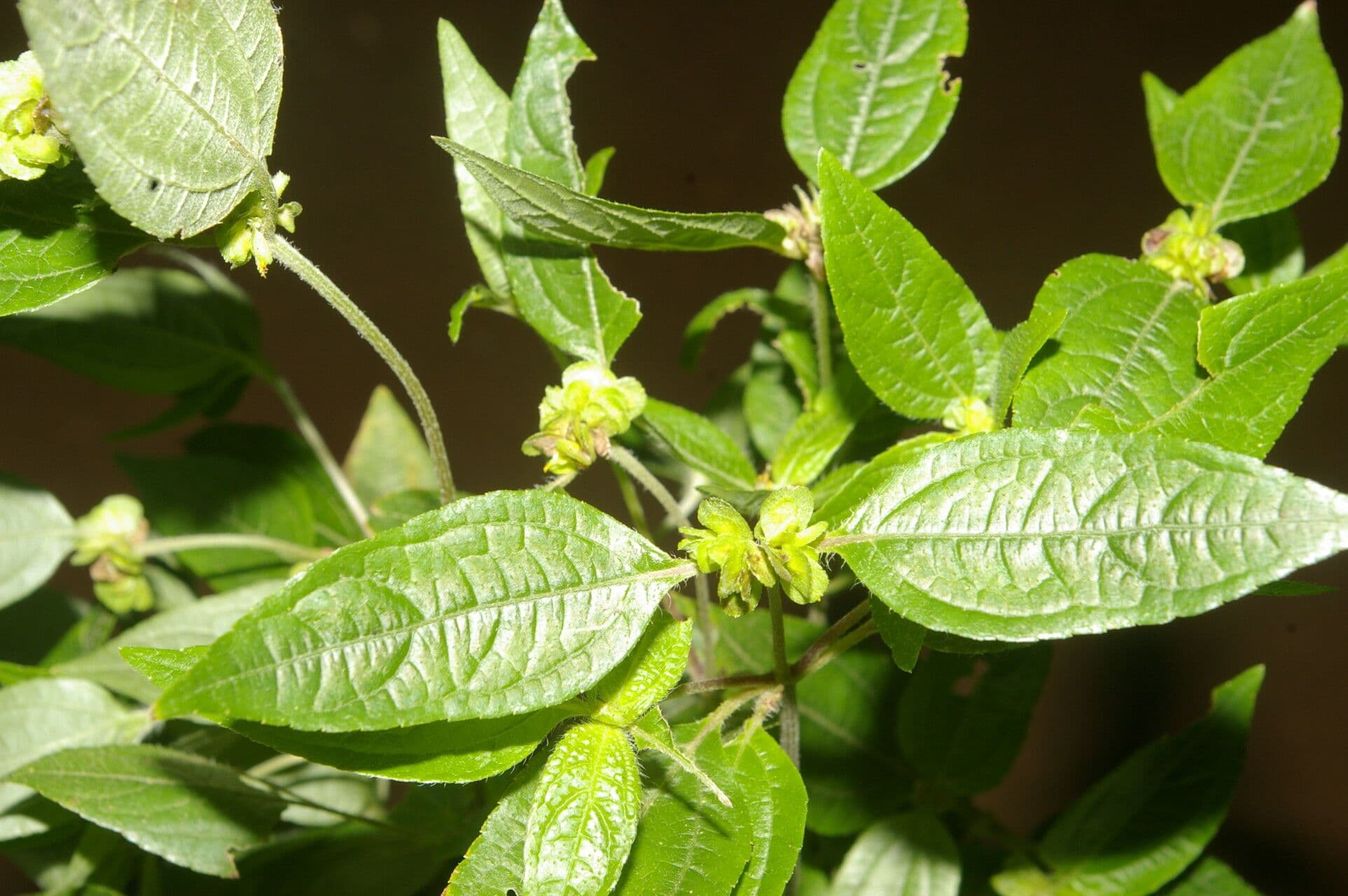 Delilia biflora 9