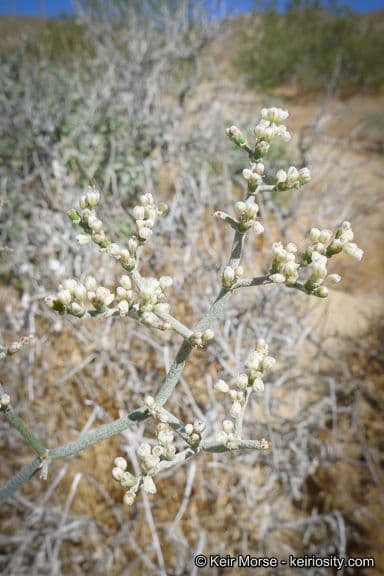 Yucca-Buckwheat 7