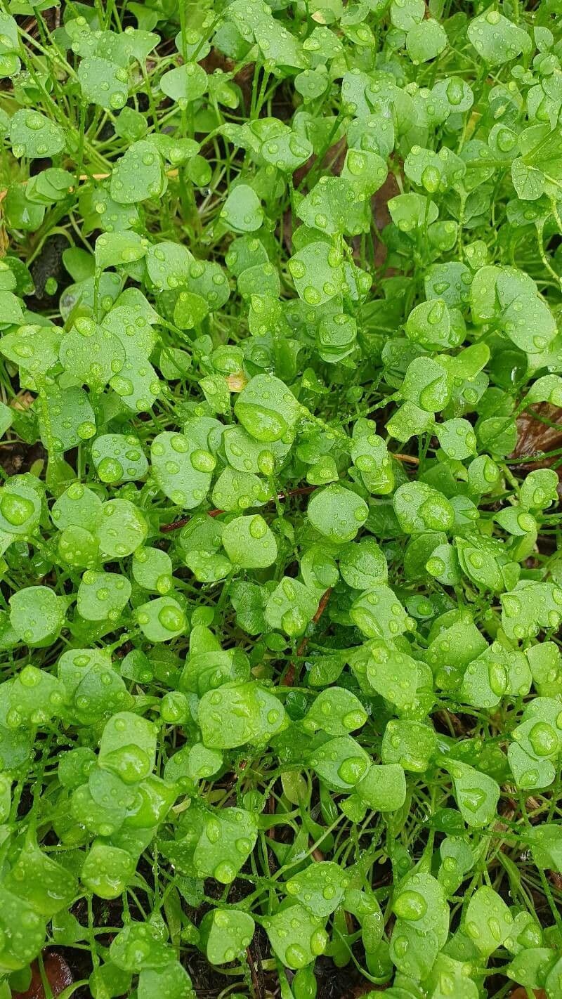 Menta corsa 15