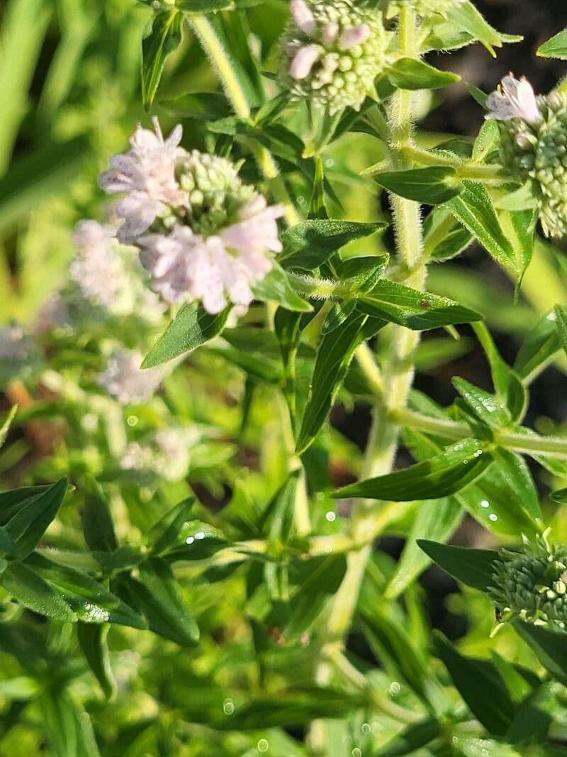 Pycnanthemum verticillatum 14