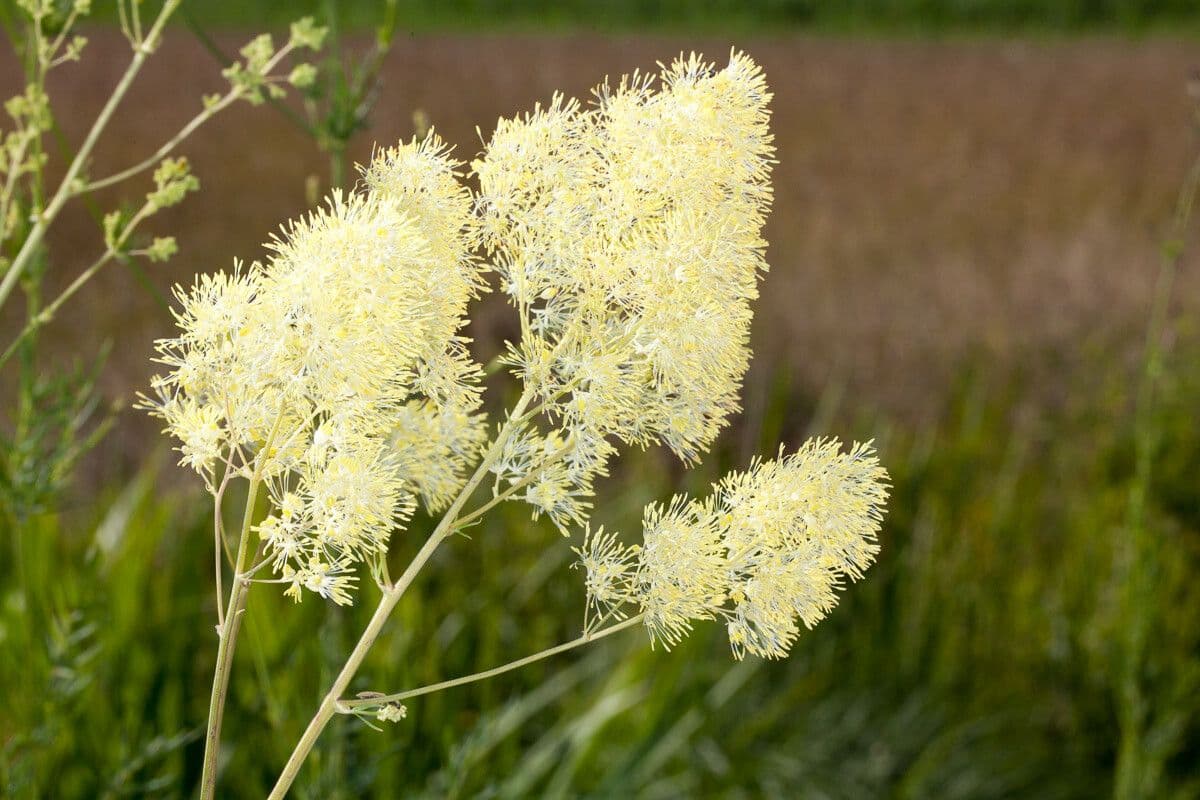 Thalictrum lucidum 3
