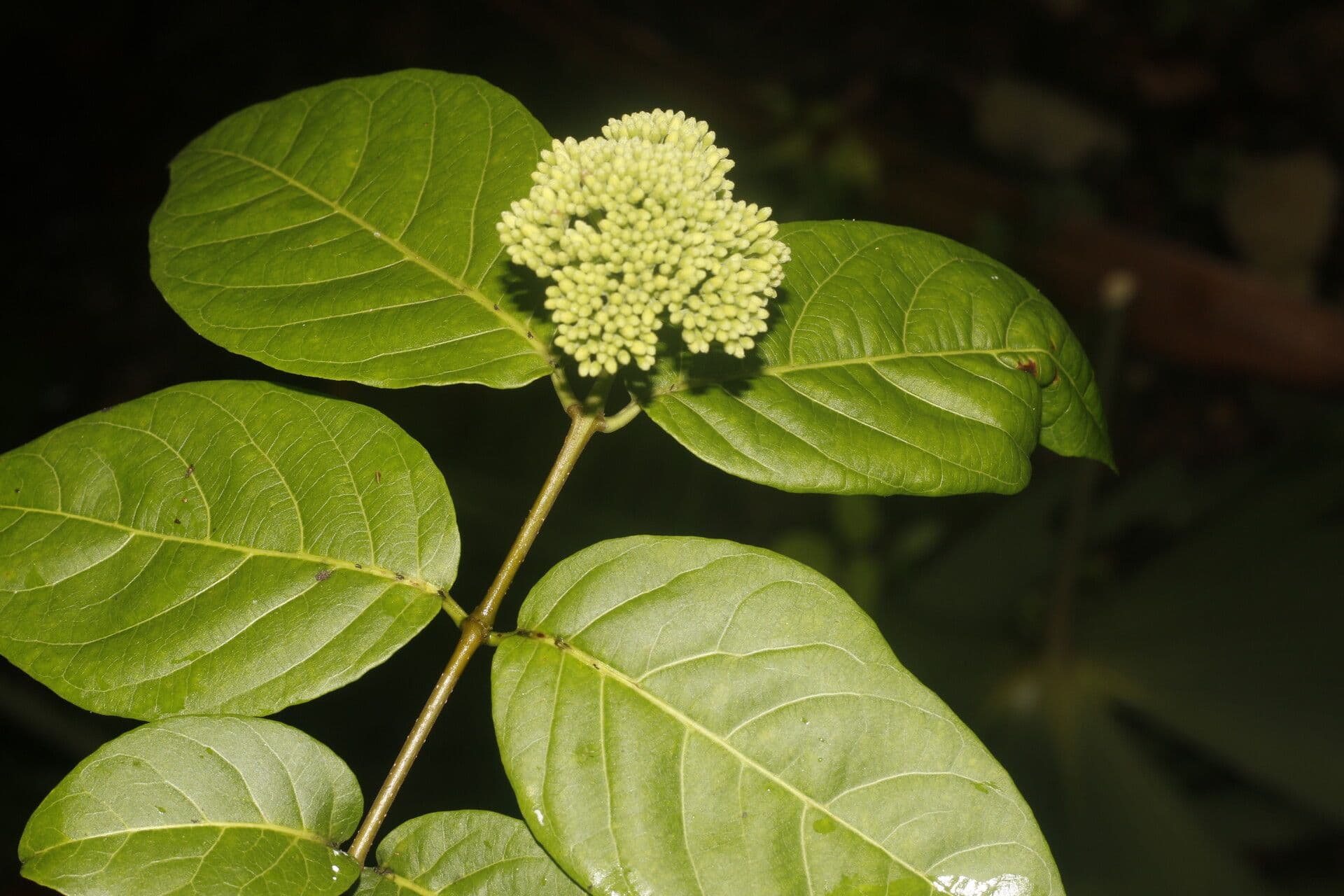 Forsteronia