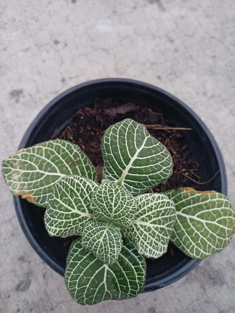 Fittonia 8