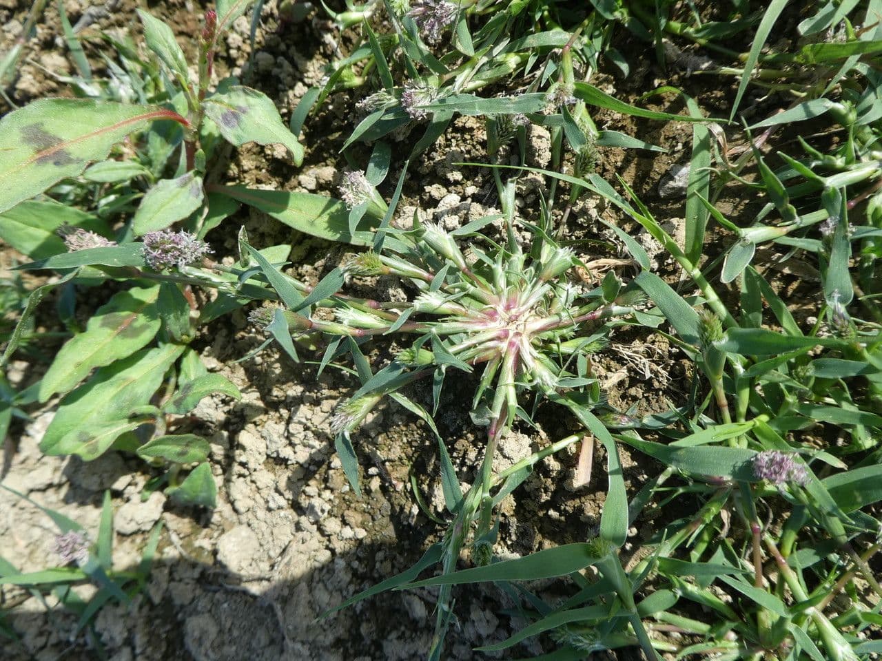 Crypsis schoenoides 13