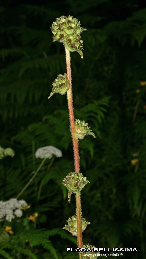 Campanula cervicaria 18