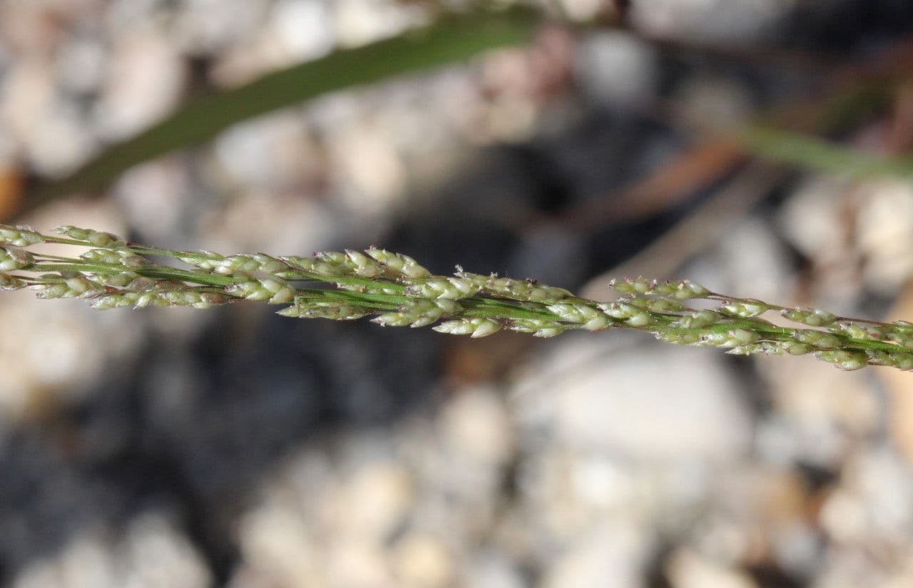 Eragrostis mexická 3