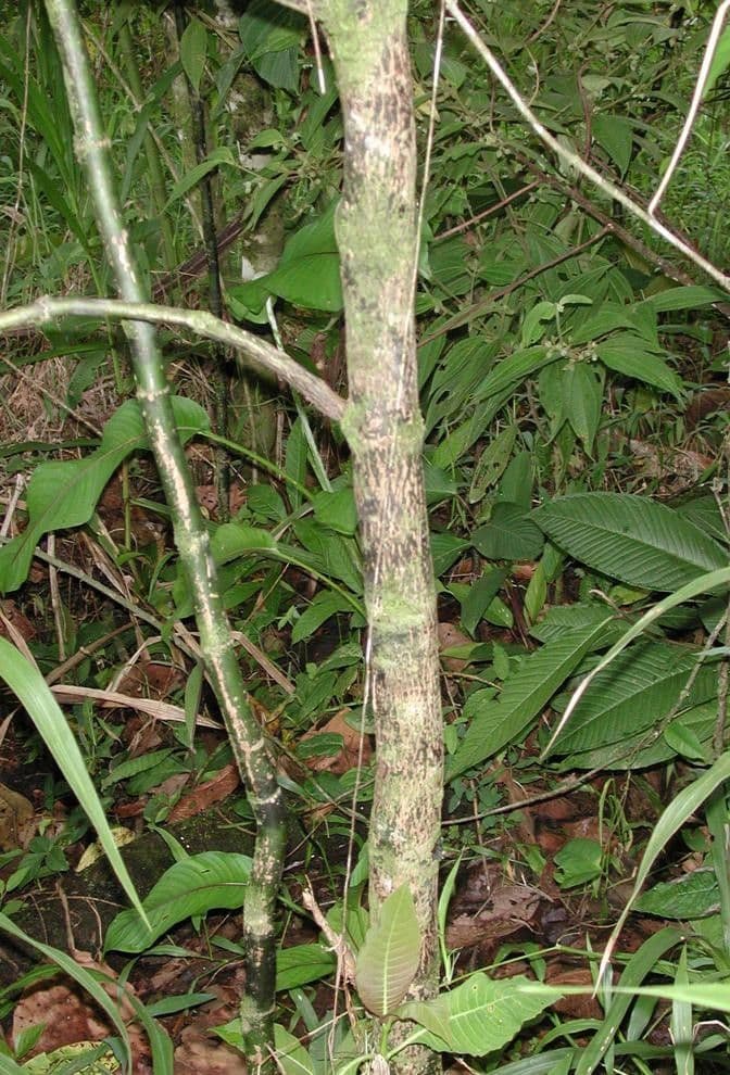 Palikurea 24