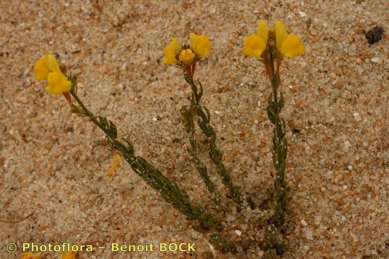 Linaria 10