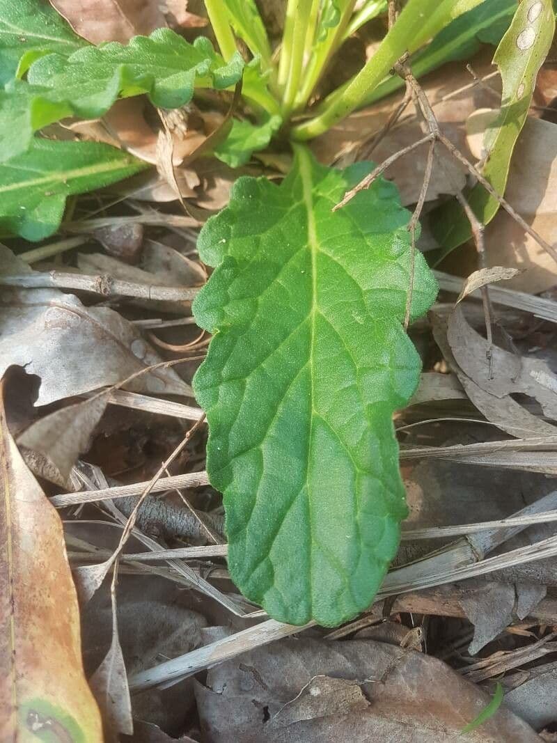 Ajuga australiana 3