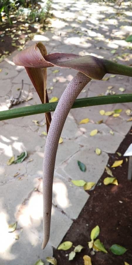 Anthurium 3