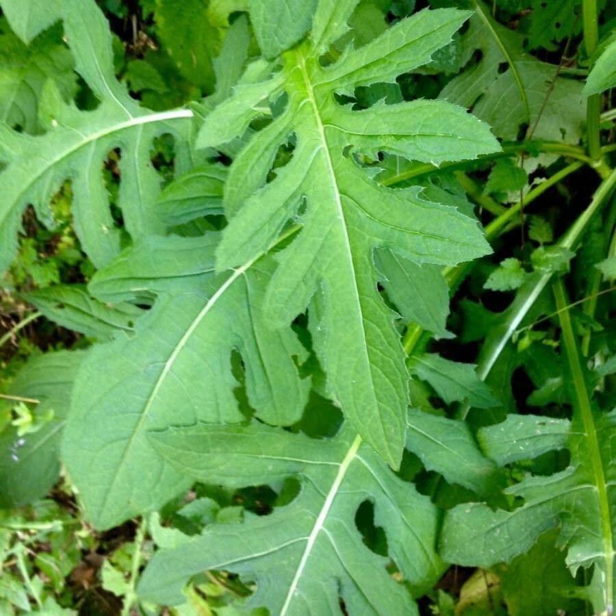 Kohldistel 20
