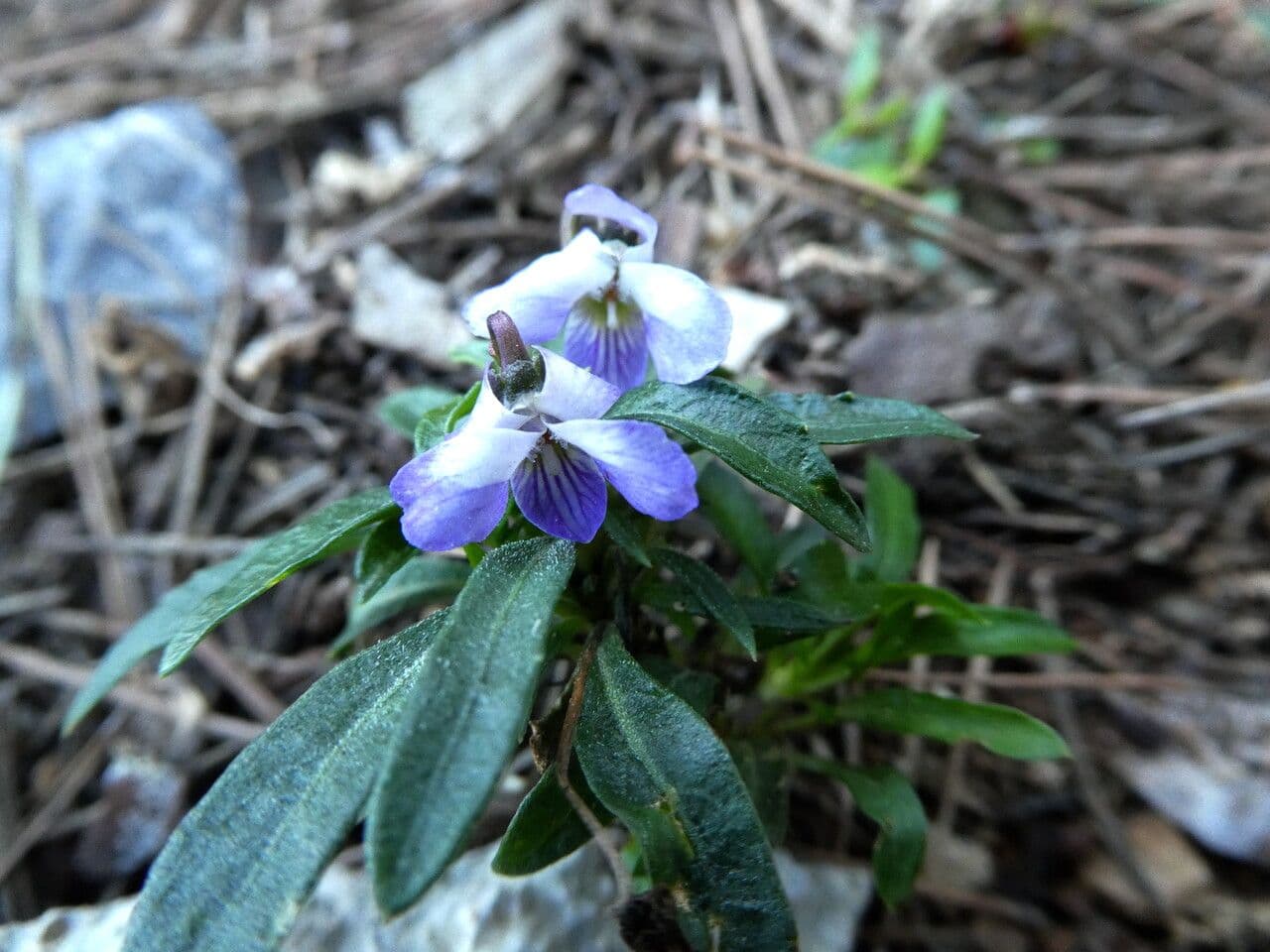 Violette arborescente 14