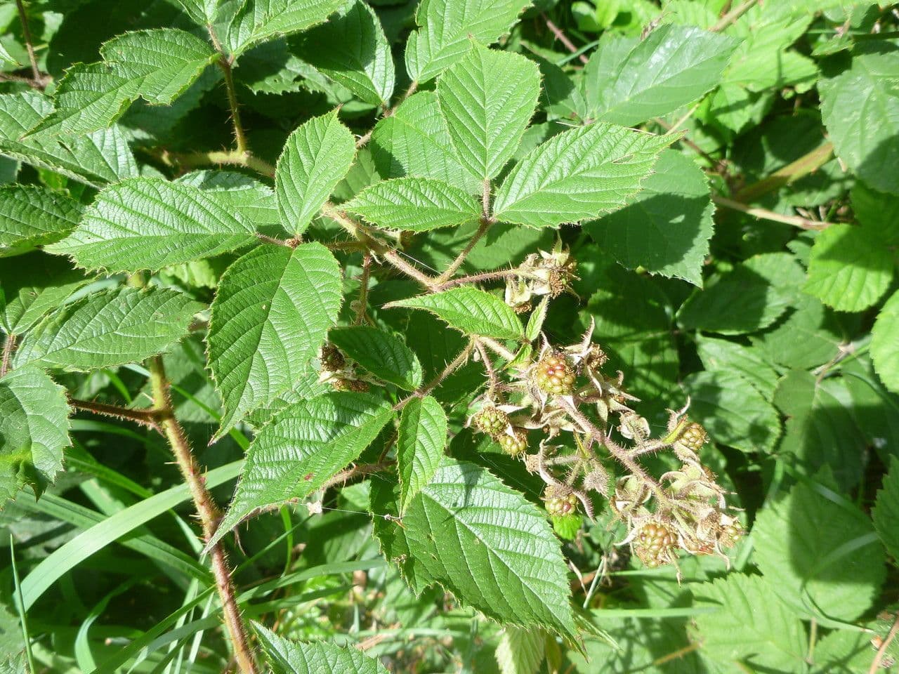Rovo 5