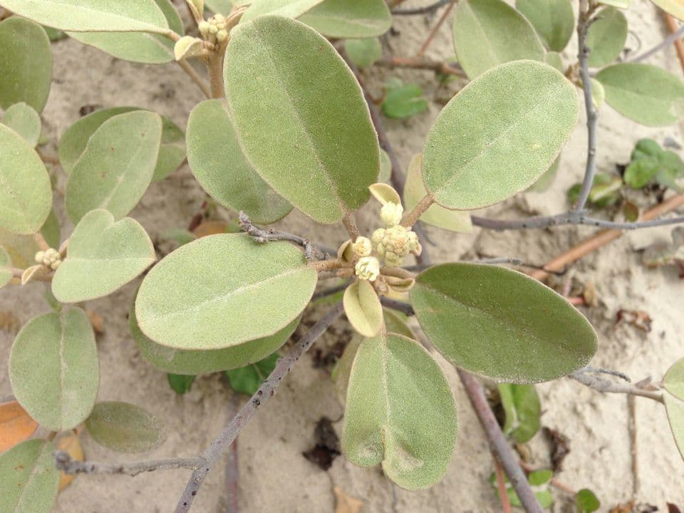 Croton punctatus 6