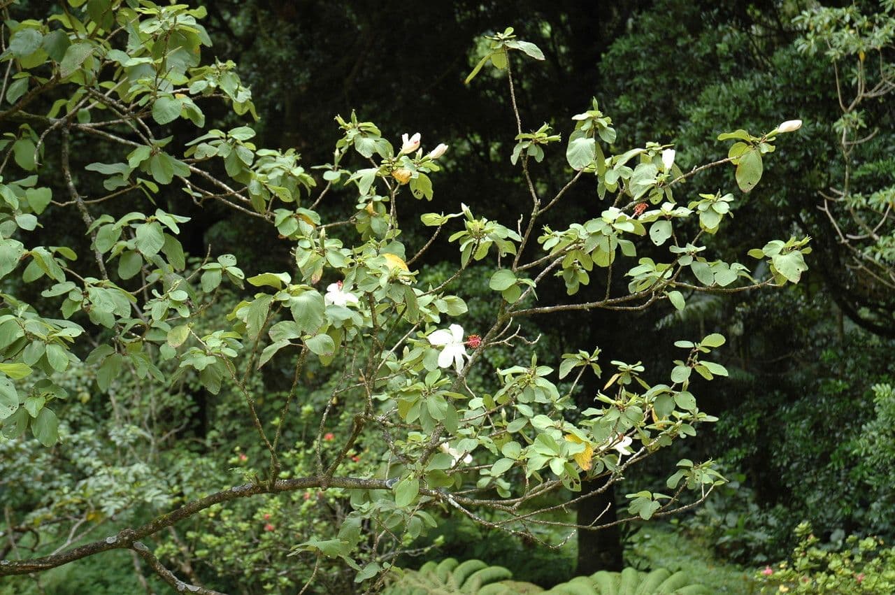 Hibisco di Waimea 6