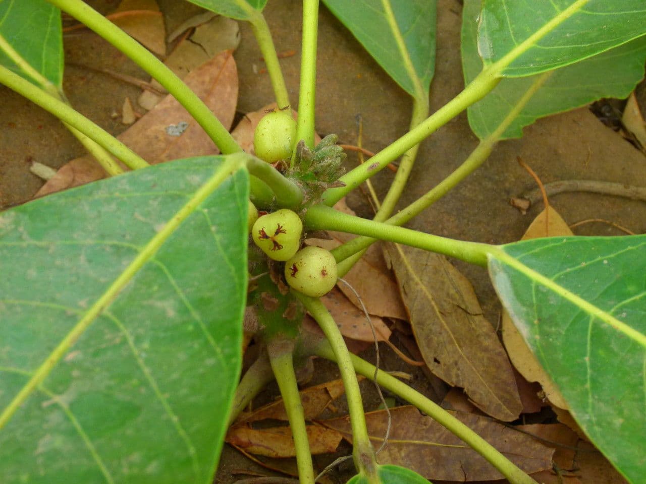 Togo-Uapaca 2