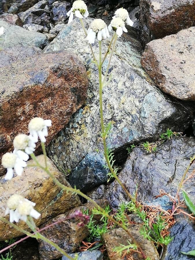 Achillea atrata 13